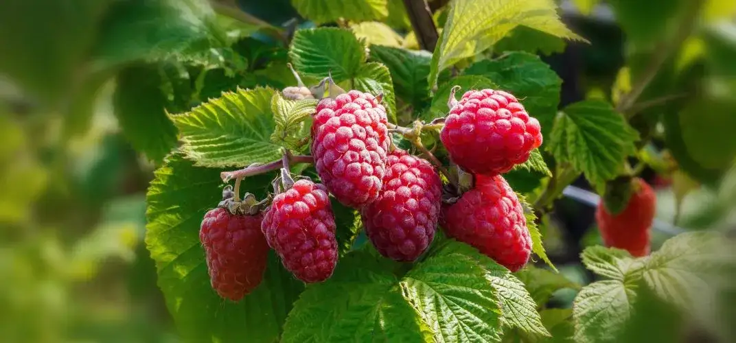 Jak przycinać maliny, aby uzyskać obfite plony i zdrowe krzewy