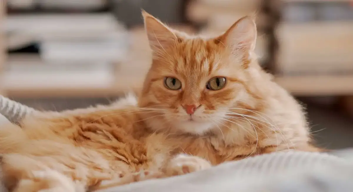 Dlaczego kotka sika do łóżka? Odkryj przyczyny i rozwiązania