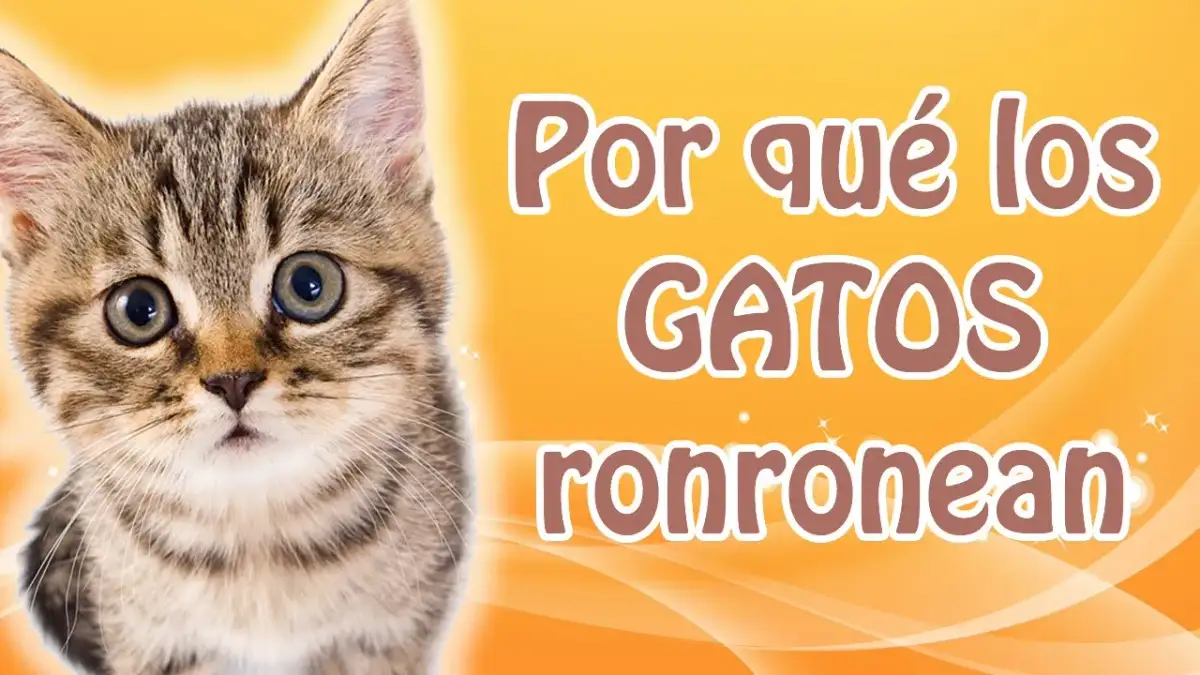 Por qué los gatos ronronean cuando los acaricias y qué significa