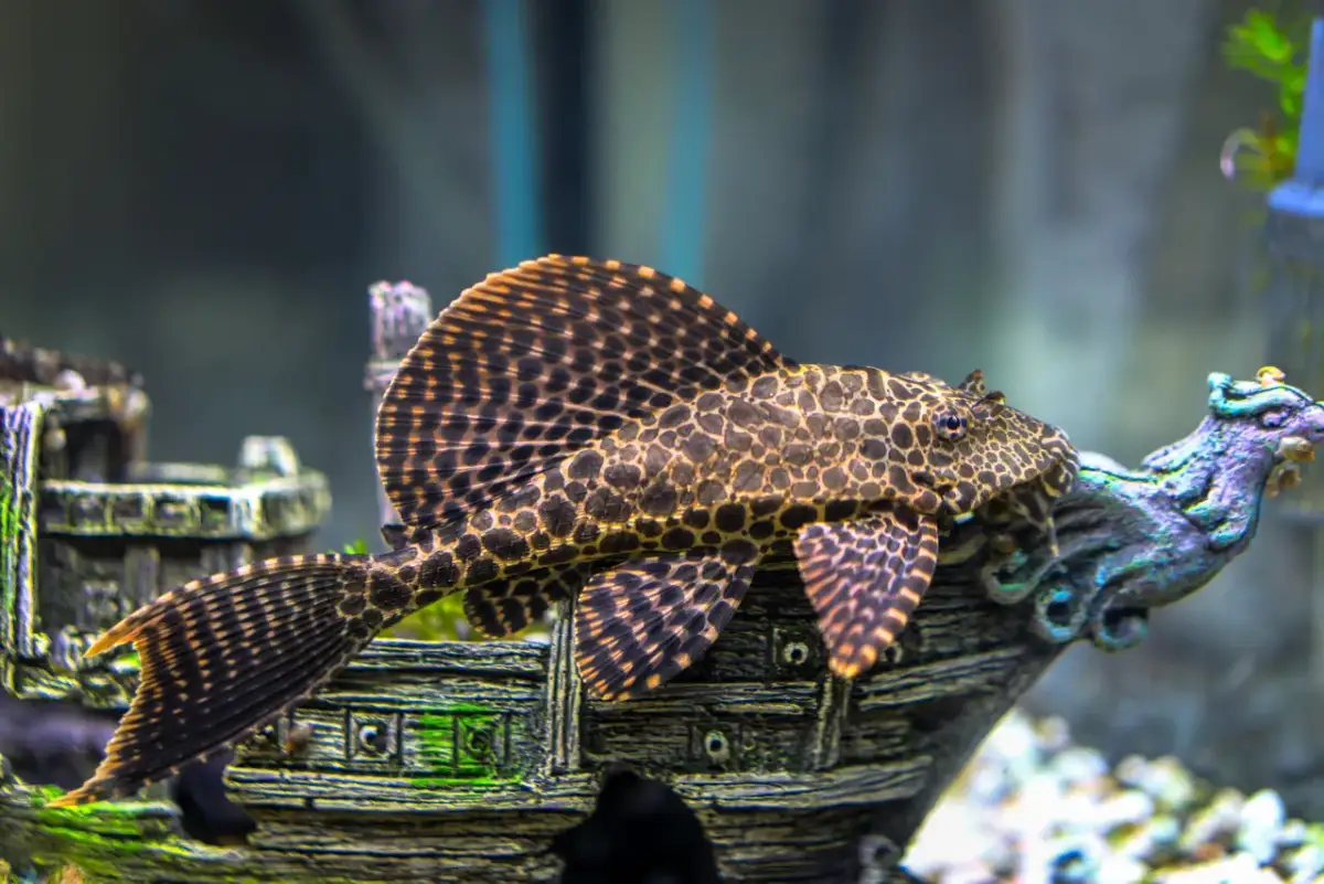 Jak karmić glonojada? Obal mity, zapewnij zdrową dietę!