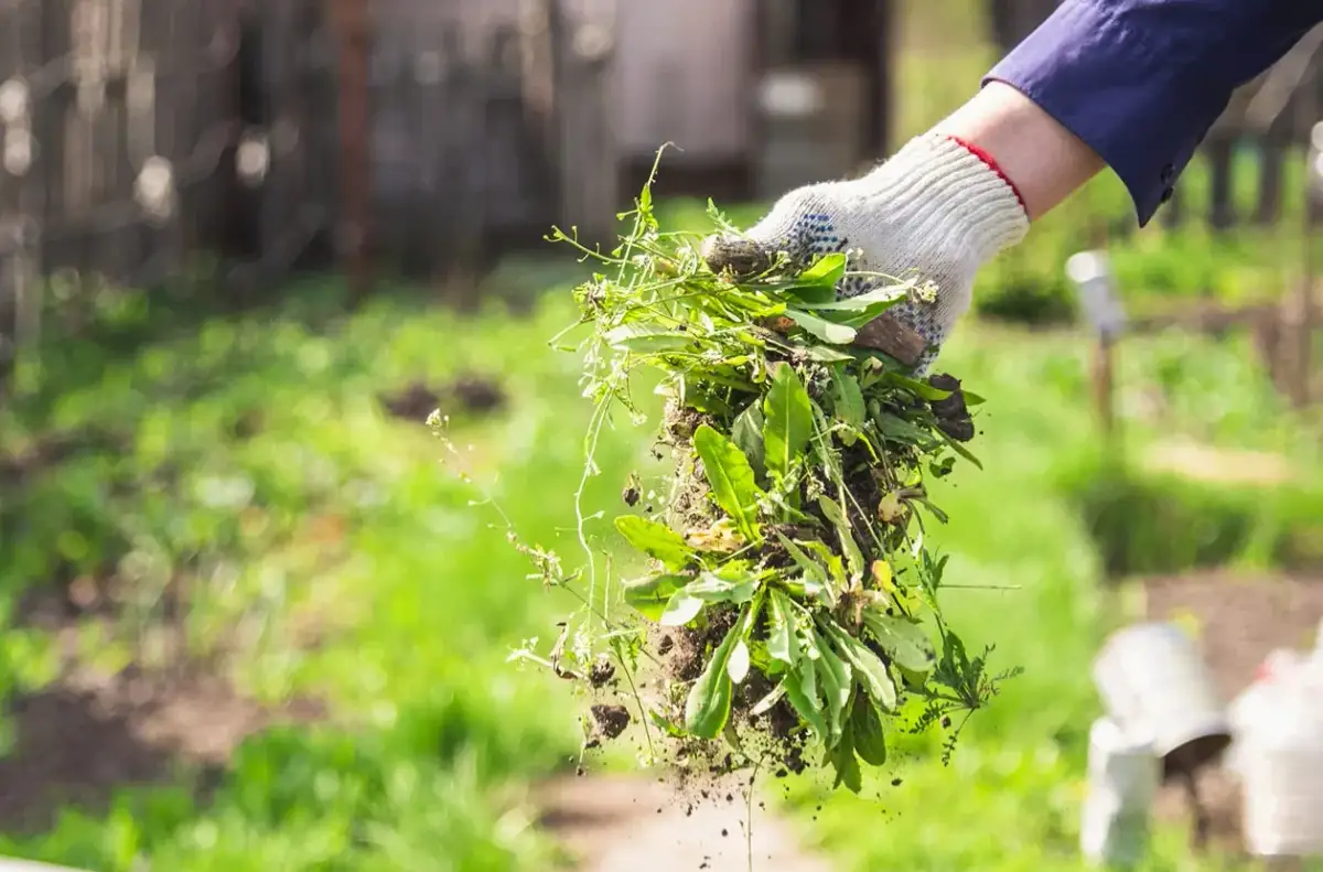 Chwast z białymi kwiatami – jak je rozpoznać i zwalczać skutecznie