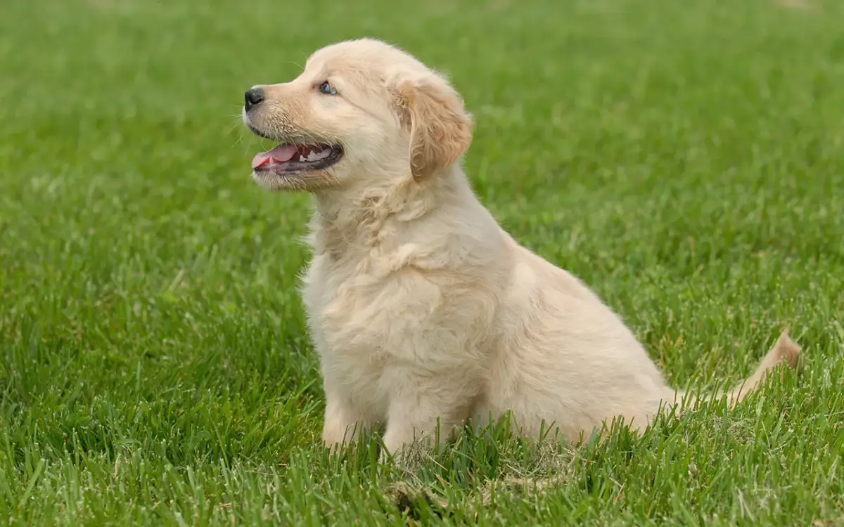 Uroczy szczeniak golden retriever siedzi na trawie. Czy golden retriever może mieszkać na dworze? Ten maluch wygląda na szczęśliwego na świeżym powietrzu!