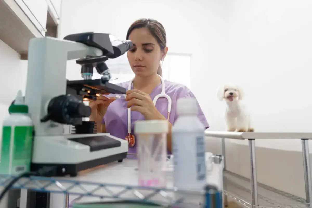 Dónde estudiar grado superior de veterinaria y no perderte oportunidades