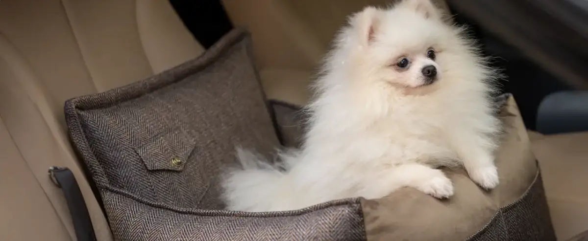 Pomeranian: Sierść czy włosy? Poznaj prawdę i sekret pielęgnacji