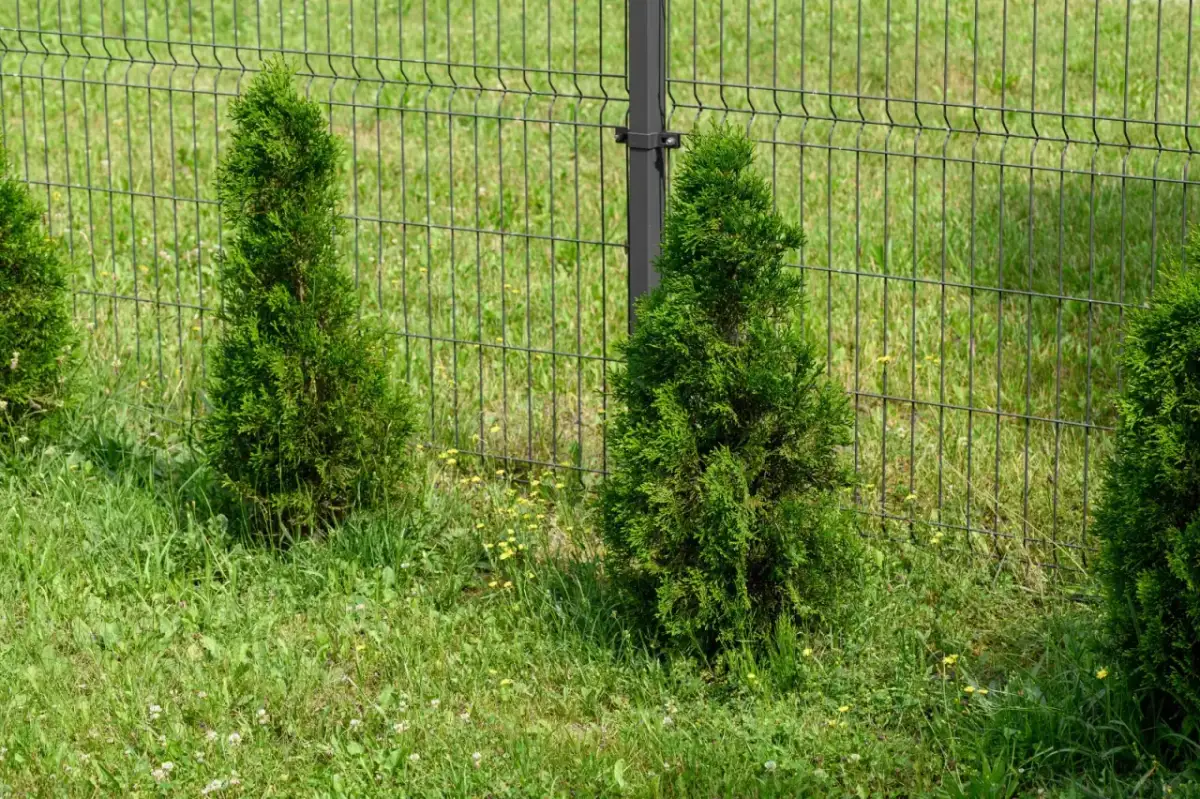 Jak sadzić tuje przy płocie, aby uniknąć najczęstszych błędów