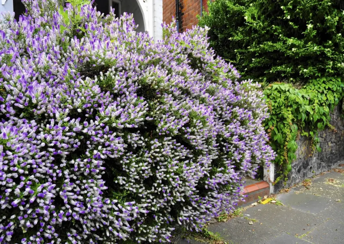 Jak długo kwitnie hebe? Odkryj sekrety długiego kwitnienia tej rośliny
