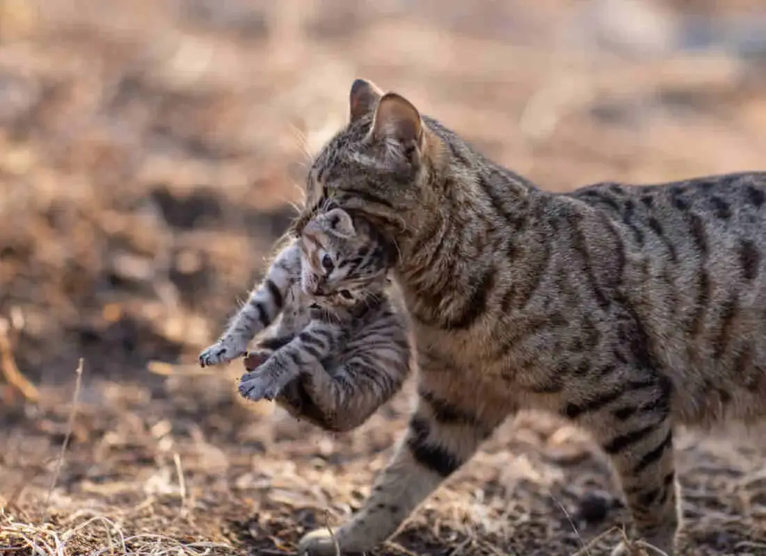 Dlaczego kotka gryzie swoje małe? Zrozumienie niepokojącego zachowania