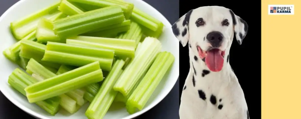 Seler dla psa: Bezpieczny? Jak podawać, by nie zaszkodzić?