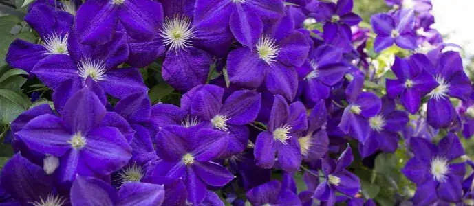 Jaki nawóz do powojników, aby uniknąć słabego kwitnienia?