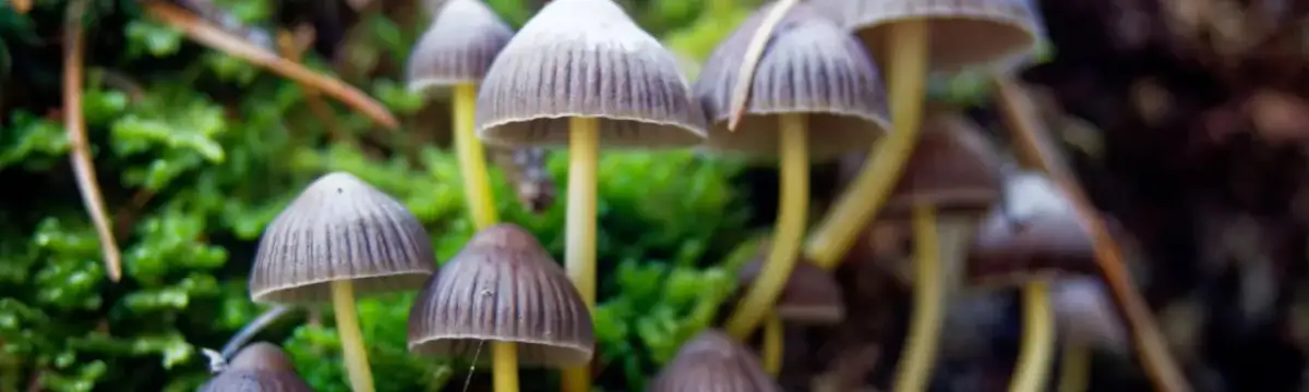 Jak wyglądają grzyby halucynogenne? Cechy, które musisz znać