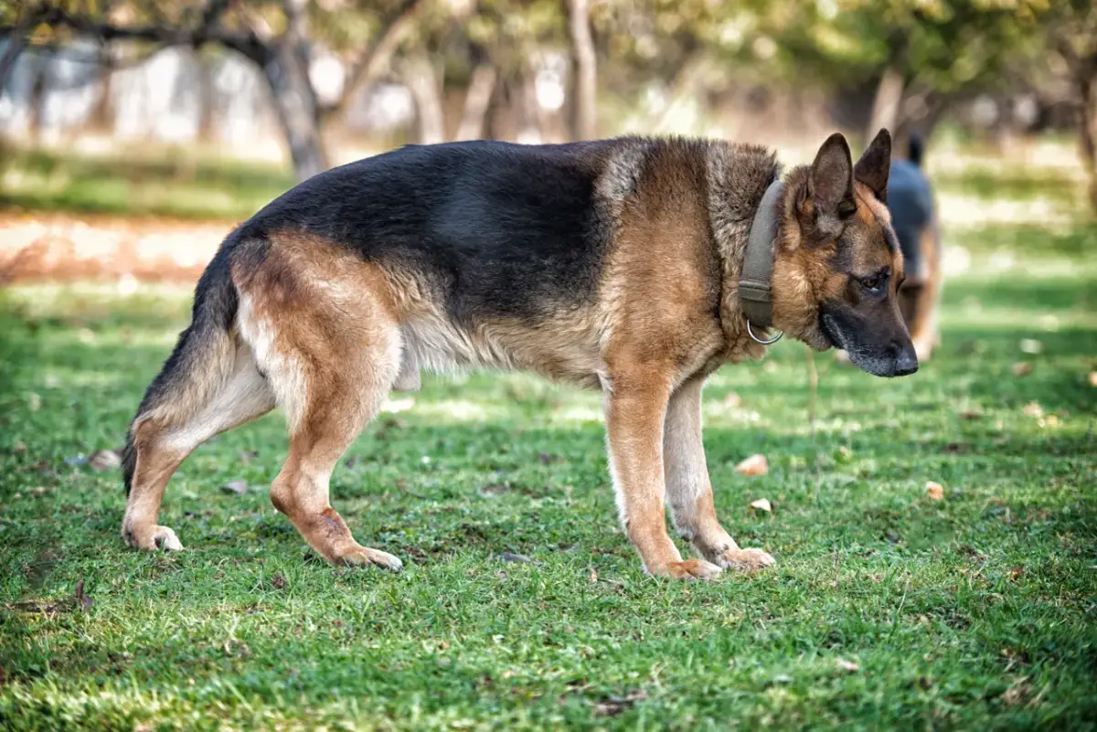 Twój owczarek niemiecki odchodzi? Objawy, opieka, godne pożegnanie.