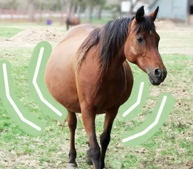 Co to znaczy pańskie oko konia tuczy? Poznaj jego znaczenie i kontekst
