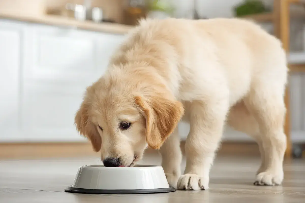 Uroczy szczeniak golden retriever zajada mokrą karmę dla szczeniaka. Od kiedy zaczął jeść tę pyszną karmę, jego futerko jest jeszcze bardziej lśniące!