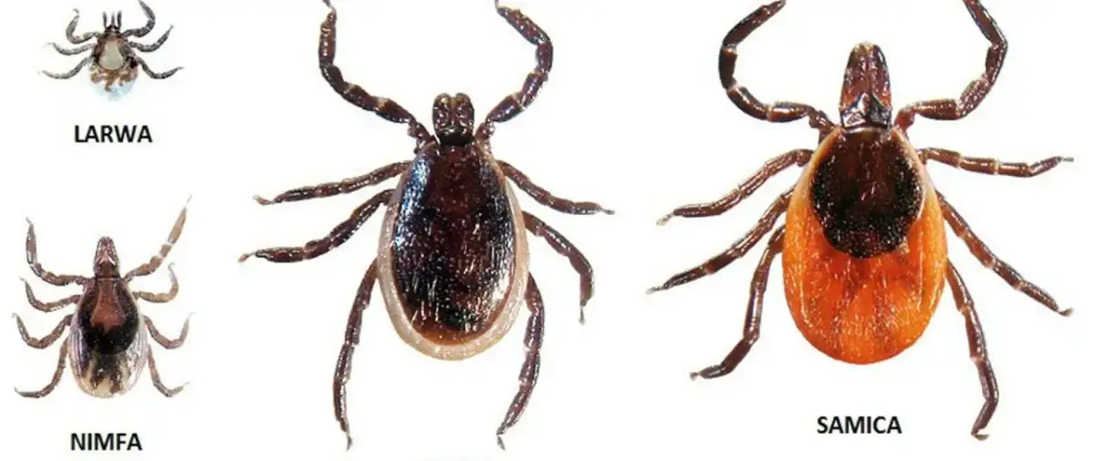 Zdjęcie przedstawia kleszcze w różnych stadiach rozwoju: larwę, nimfę i samicę.
