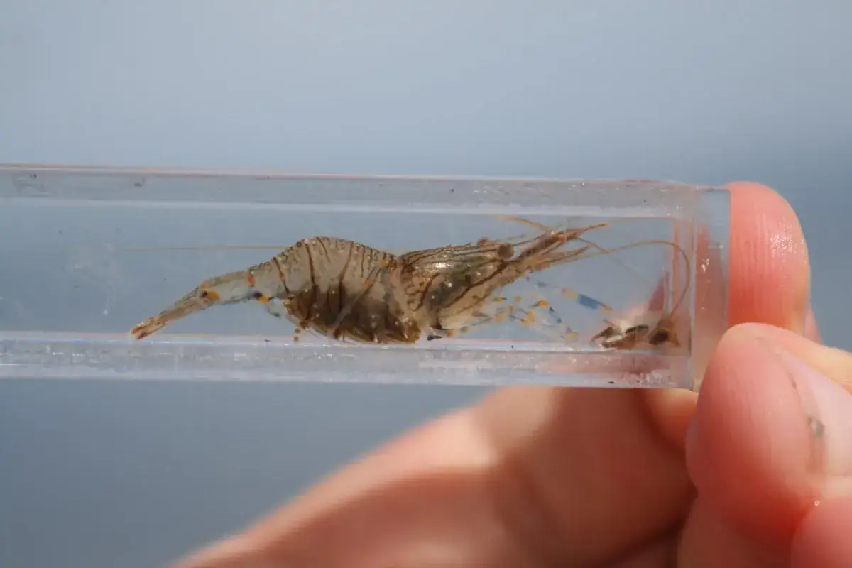 Czy krewetki są w Bałtyku? Odkryj ich fascynujący świat w morzu