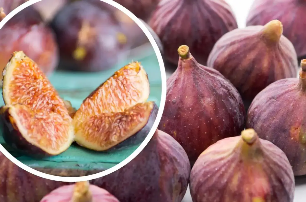 Czy pies może jeść figi? Poznaj ryzyko i korzyści dla zdrowia psa