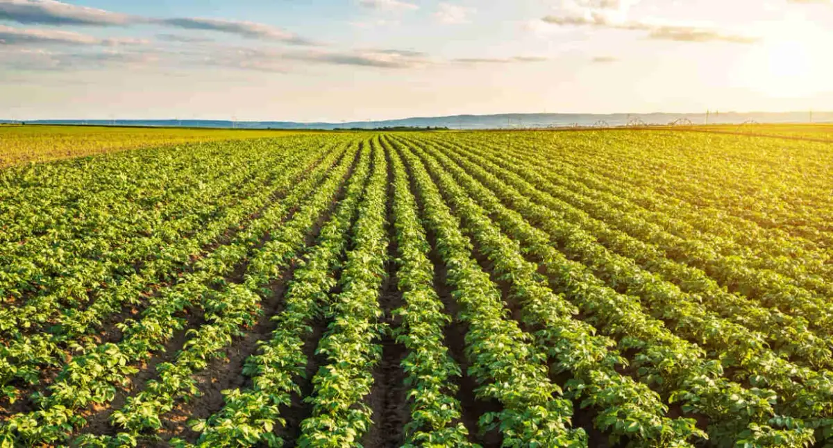 Jakie nawozy pod ziemniaki zapewnią najlepsze plony i zdrowe bulwy