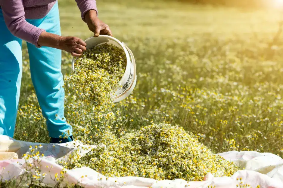 Co opłaca się uprawiać na małym areale? Oto zyskujące rośliny.