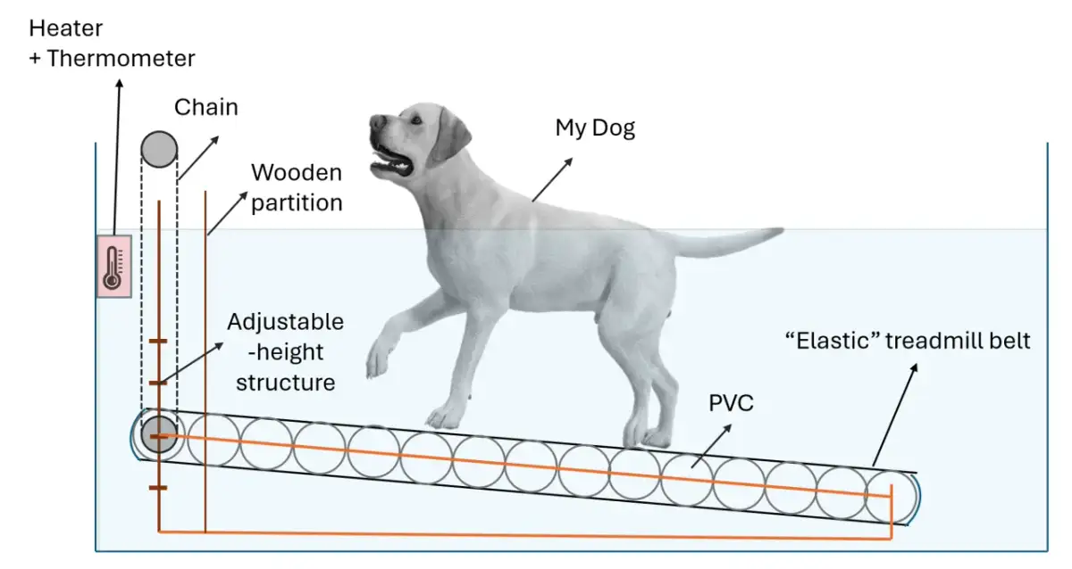 Schemat bieżni dla psa jak zrobić: pies na bieżni wodnej z regulowaną wysokością, podgrzewaczem i termometrem.