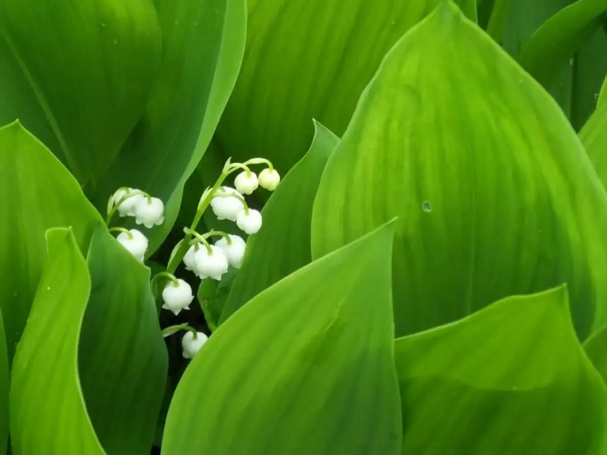Jak sadzić konwalie w ogrodzie: porady i wskazówki dla początkujących