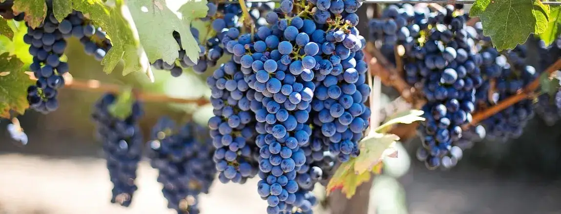 Kiedy sadzi się winogrona, aby uniknąć przemarznięcia i zapewnić wzrost