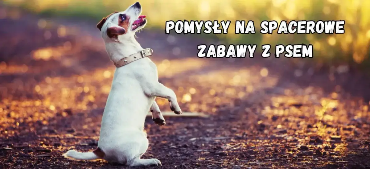 Szczeniak na spacerze, gotowy do zabawy. Pomysły na spacerowe zabawy z psem.