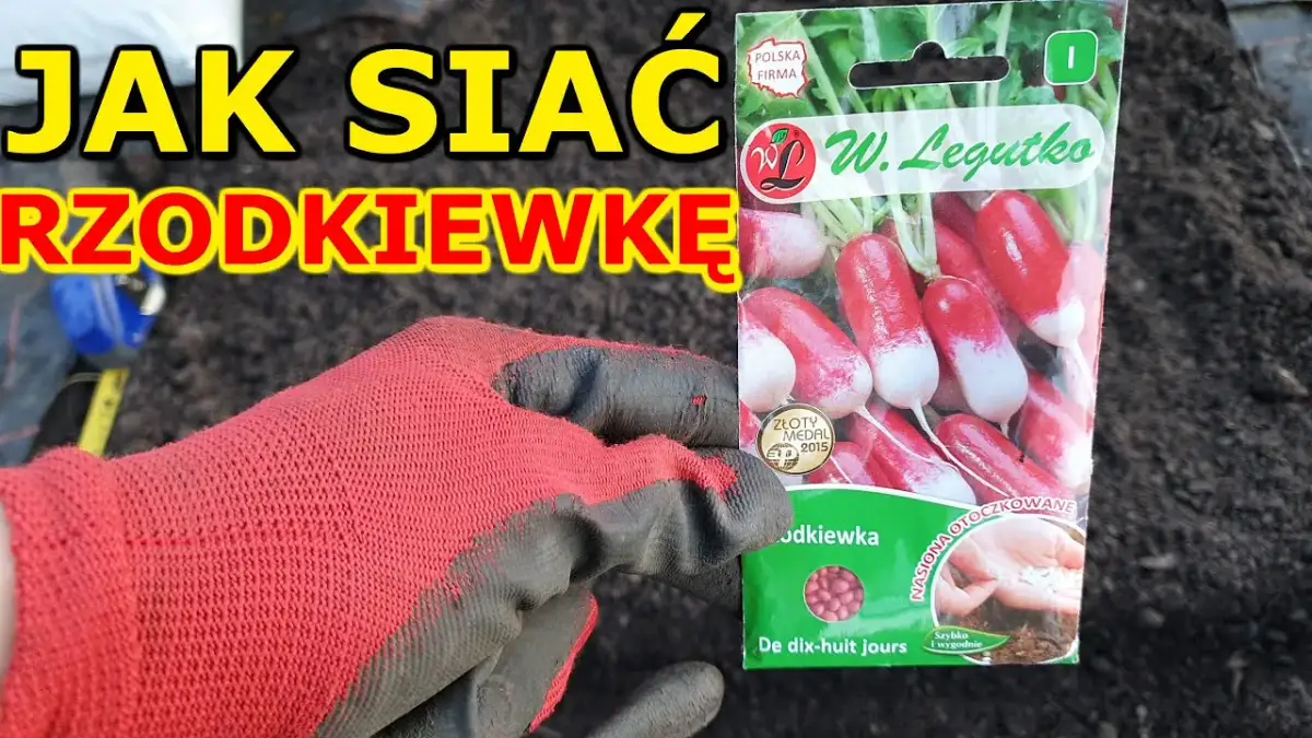 Kiedy siać rzodkiewkę? Kalendarz siewu dla obfitych plonów