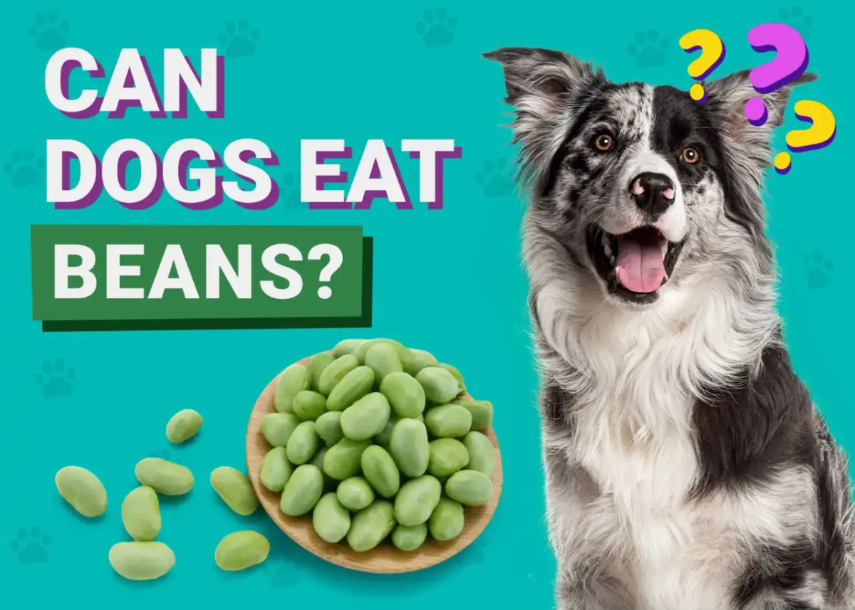 Czy pies może jeść fasolę jaś? Na zdjęciu pies zadaje to pytanie, patrząc na miseczkę zielonej fasolki.