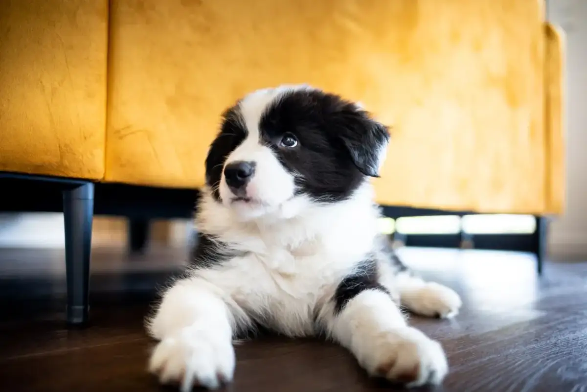 Uroczy szczeniak rasy Border Collie leży na podłodze, jego puszysta sierść sugeruje, że właśnie przechodzi okres, kiedy szczeniak zmienia sierść.