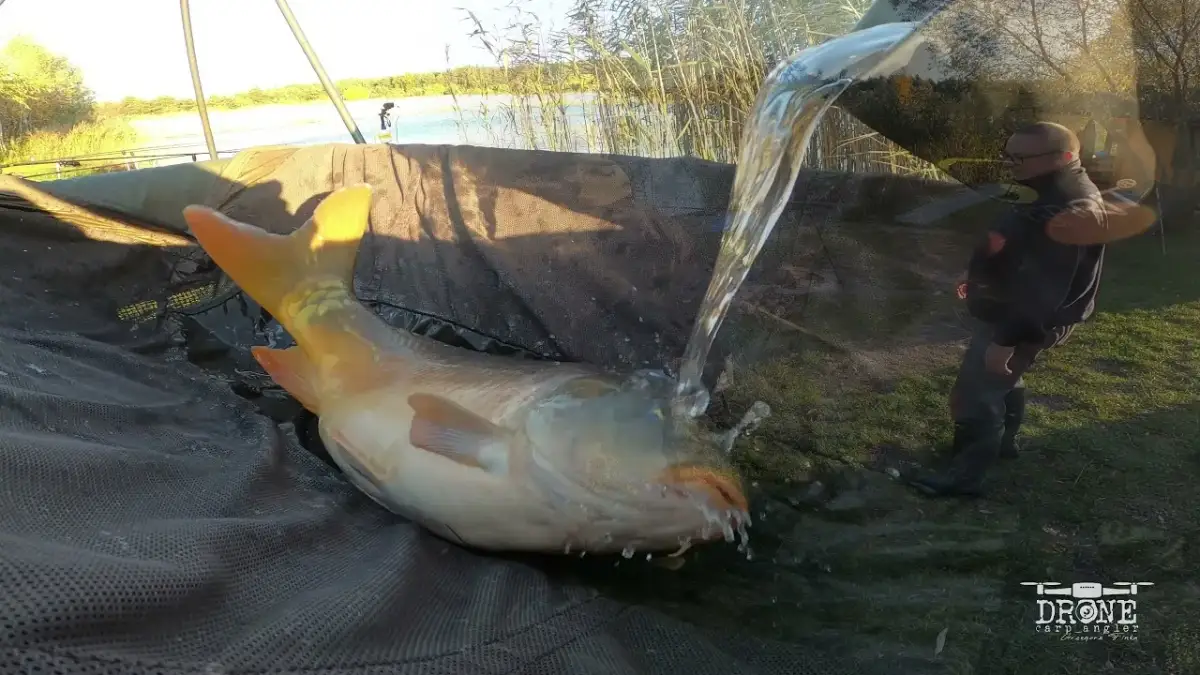 Łowisko Myślina: Czy złowisz tu rekordowego karpia? Przewodnik