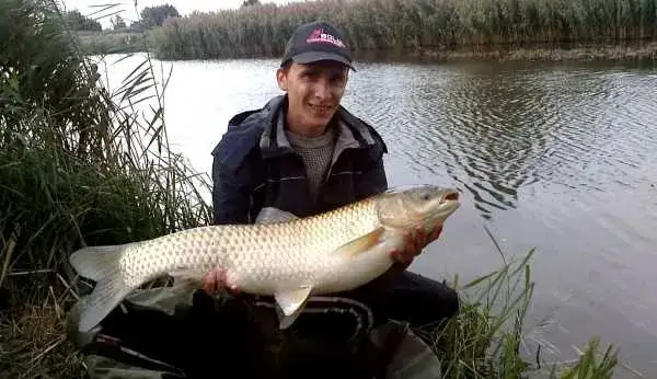 Zielona betaina: Jak zwabić karpie, leszcze i amury?