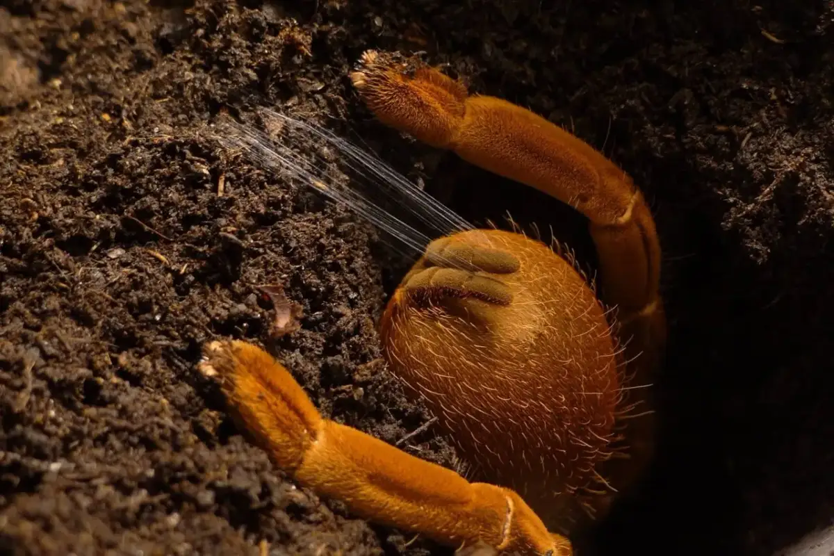 Co do terrarium? Wybierz zwierzę, podłoże i wyposażenie