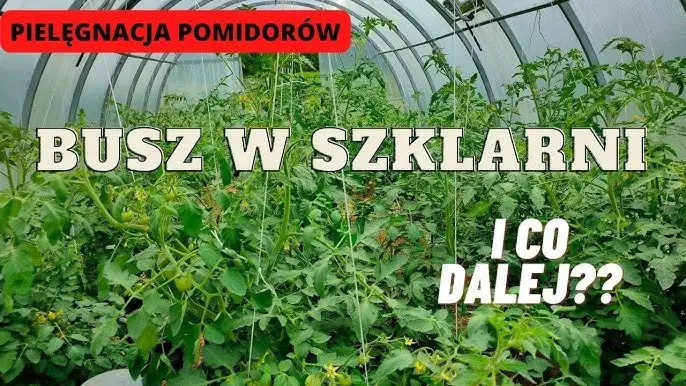 Uprawa pomidorów w szklarni: Kompletny przewodnik po obfitych zbiorach
