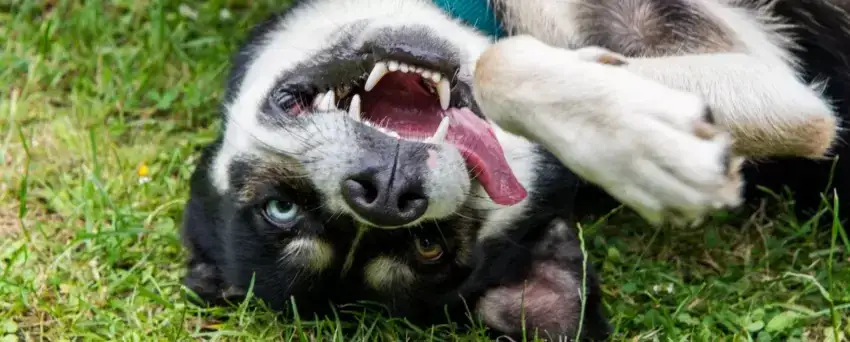 Czy pies może jeść smalec? Oto niebezpieczeństwa, które musisz znać