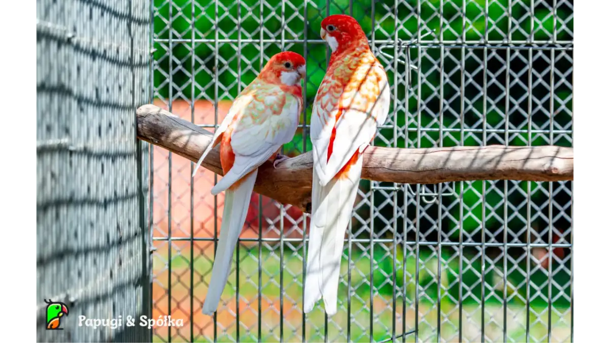 Ręczne karmienie piskląt papug: Temperatura pokarmu klucz do zdrowia