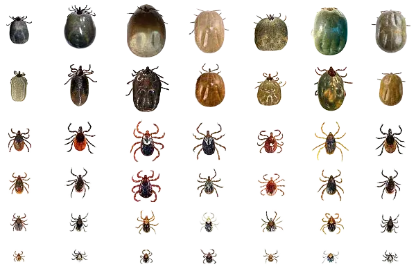 Cómo matar garrapatas de forma segura y efectiva en casa y mascotas