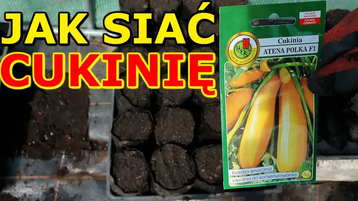 Kiedy siać cukinie na rozsadę, aby uniknąć błędów i uzyskać plony