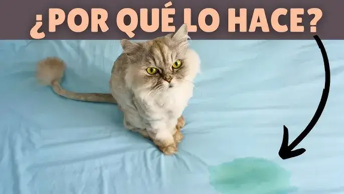Por qué mi gato se mea en la cama: causas y soluciones efectivas