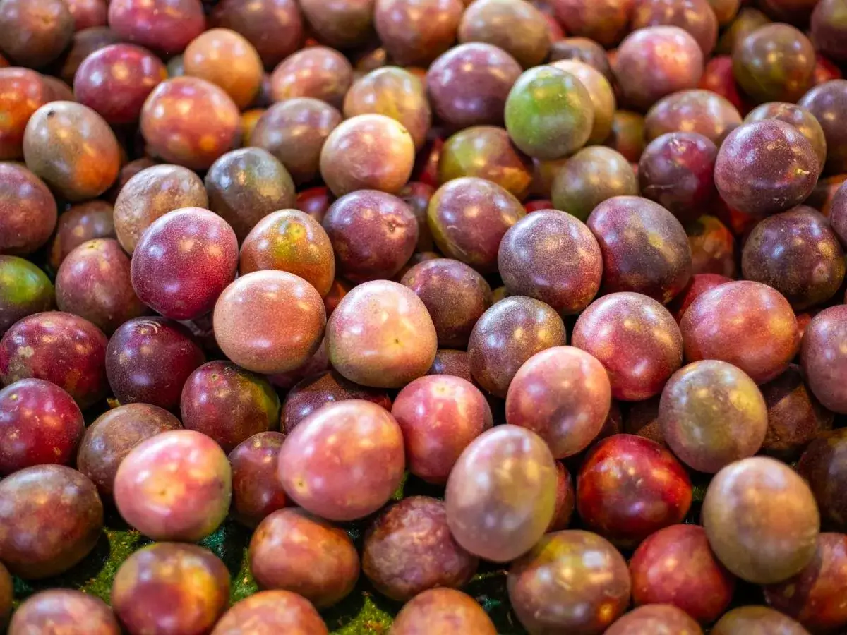 Sezon na marakuję: Kiedy smakuje najlepiej? Poradnik