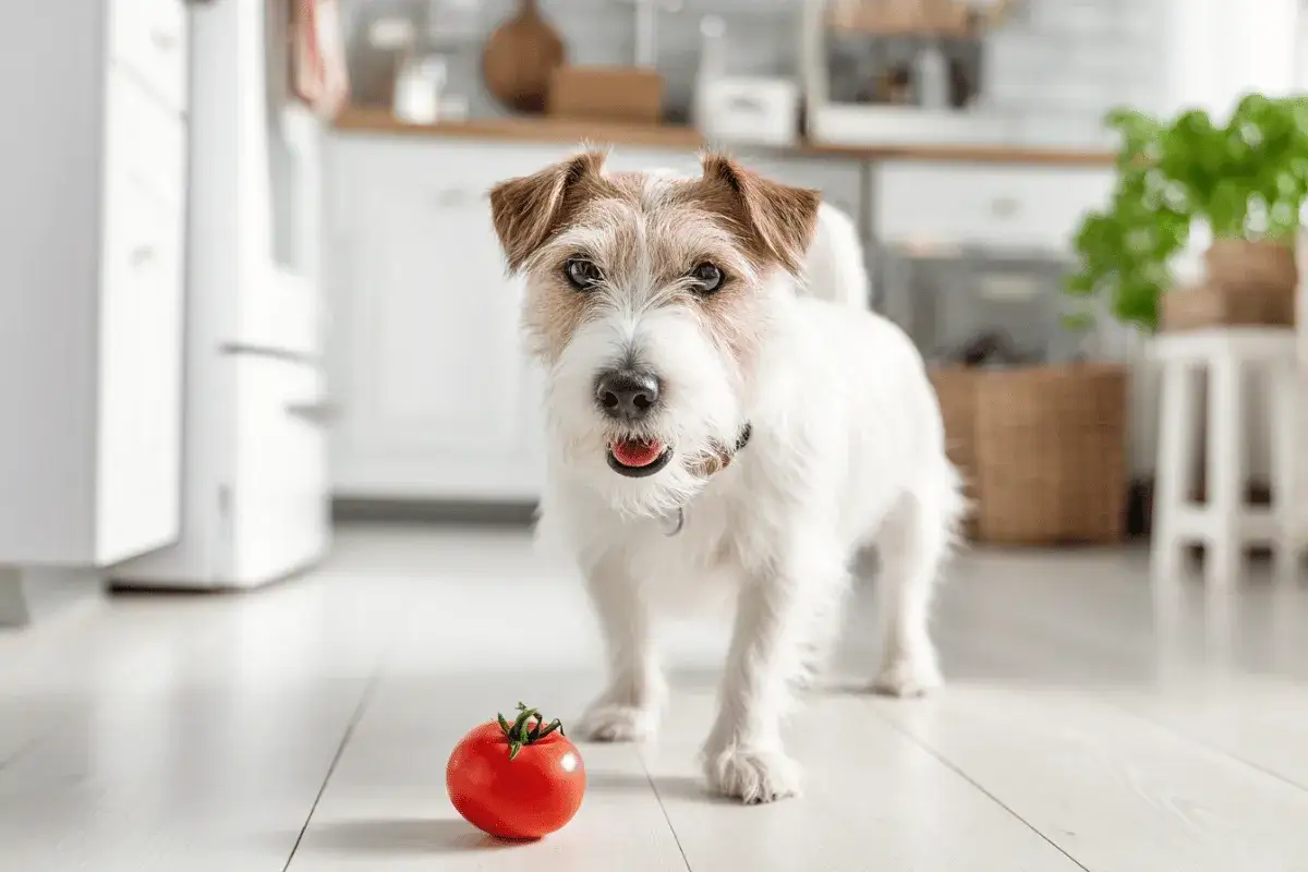 Czy pies może zupę pomidorową? Sprawdź, co mu grozi!