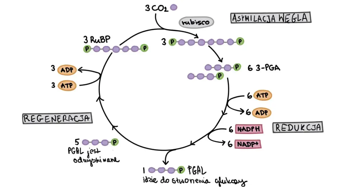 Fazy jasna i ciemna fotosyntezy: Jak rośliny tworzą życie?