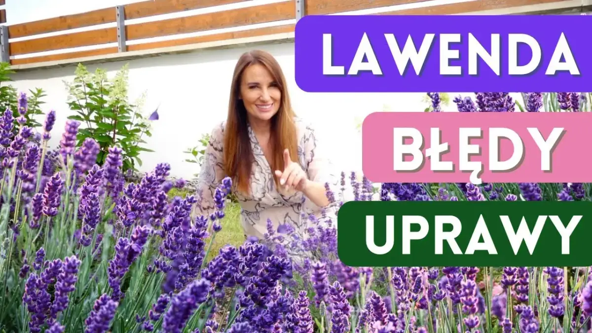 Siew lawendy do gruntu: Przewodnik krok po kroku do fioletowego ogrodu
