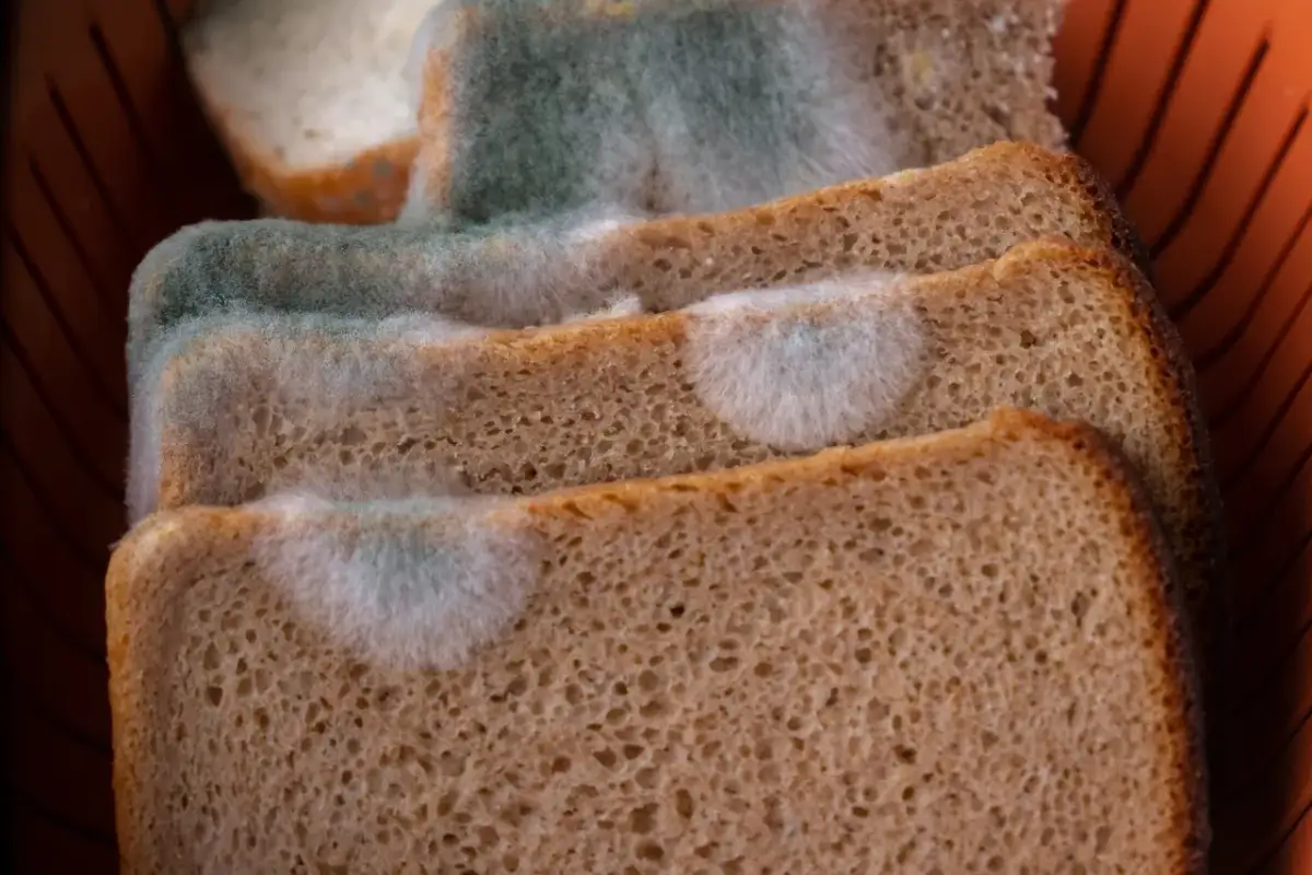 Czy chleb do bio? Sprawdź, co możesz wyrzucić do odpadów organicznych