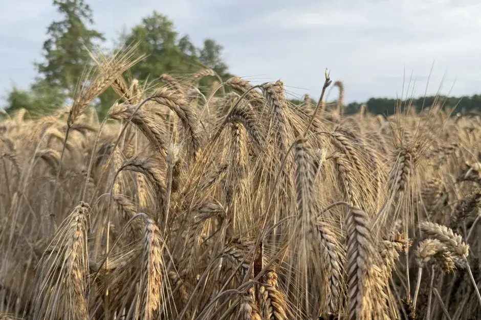 Optymalna wilgotność zboża do koszenia – uniknij strat w plonach