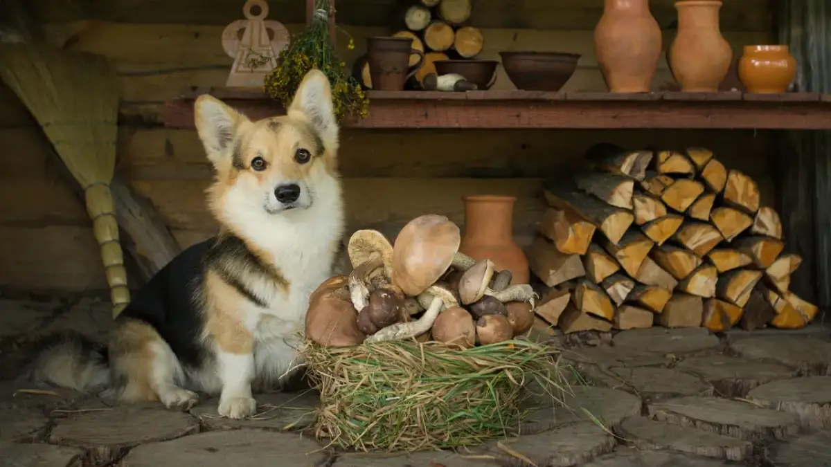 Czy pies może jeść pieczarki? Dowiedz się, co musisz wiedzieć