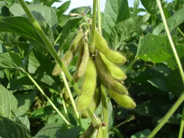 Kwitnienie soi w Polsce: kiedy, jak i dlaczego? Poradnik