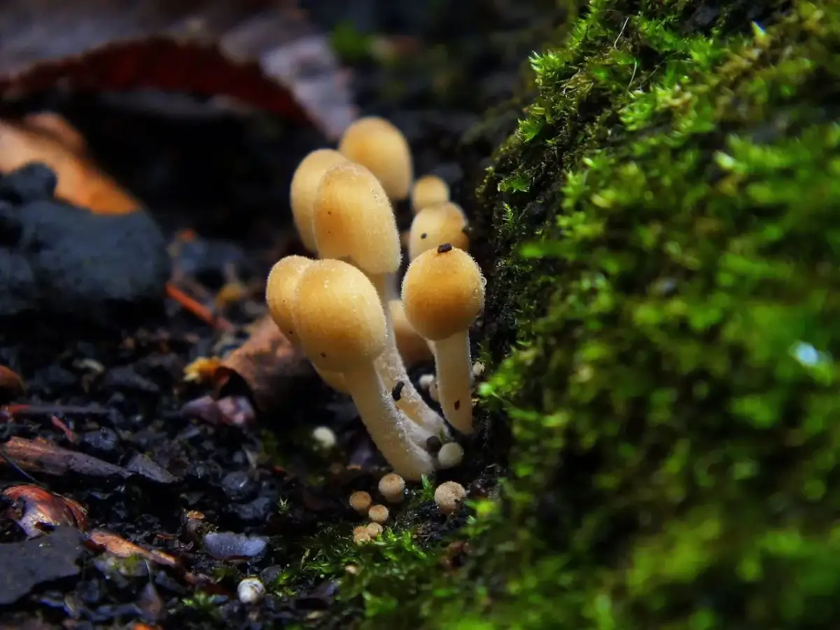 Gdzie szukać łysiczki lancetowatej? Prawne i zdrowotne ryzyko