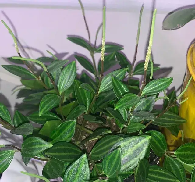 Peperomia kwitnie? Jak sprawić, by Twoja roślina zachwyciła kwiatami