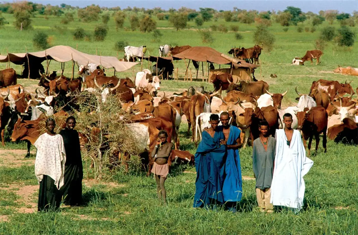 Jaki klimat panuje na obszarze Sahelu? Poznaj jego tajemnice i skutki