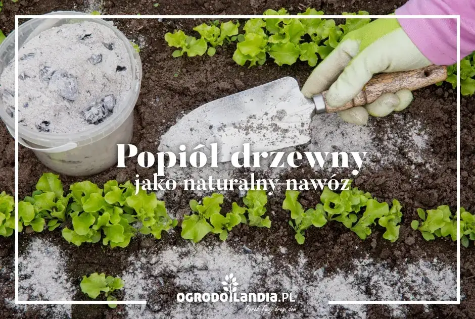 Czy popiół to dobry nawóz? Sprawdź, jak może zaszkodzić roślinom